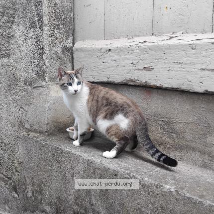 Photo 1/1 Nouchka - Abbie Chat lost in Beziers