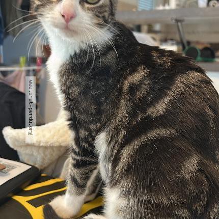 Photo 1/1 Anton Chat lost in Geneston