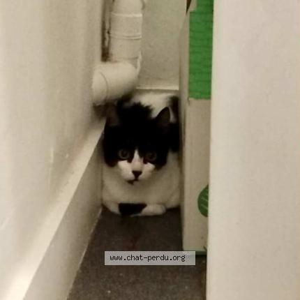 Photo 1/1 Trouillou Chat lost in Nantes