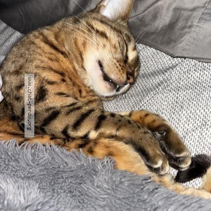 Photo 1/1 Bella Chat lost in St jean sur richelieu