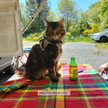 Photo 1/1 Victor Chat lost in Montans