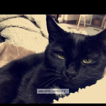 Photo 1/1 Wathson Chat lost in Tramelan