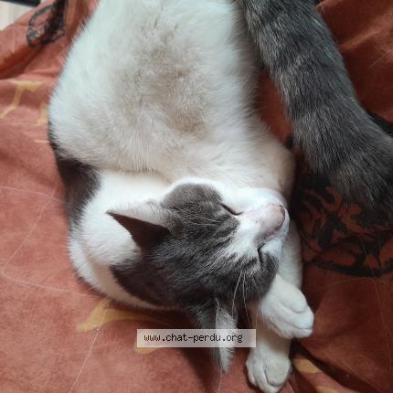 Photo 1/1 Found cat Found in Sainte neomaye