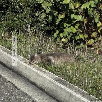 Photo 2/2 Found cat Found in Manosque