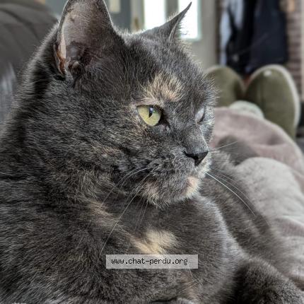 Photo 1/1 Fifille Chat lost in Cholet