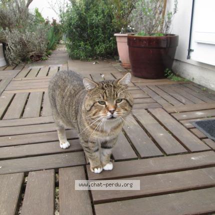 Photo 1/1 Cat reunited Lost in Villetrun