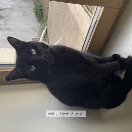 Photo 1/1 Maurice Chat lost in Perigueux