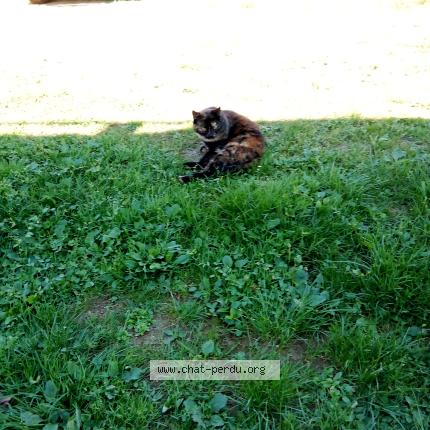 Photo 1/1 Pomponnette Chat lost in Cheveuges