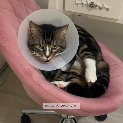 Photo 1/1 Prada Chat lost in Montevrain