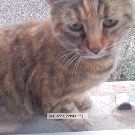 Photo 1/1 Found cat Found in Aillas