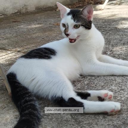 Photo 1/1 Petit zé Chat lost in Marseille