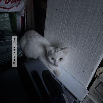 Photo 1/1 Found cat Found in Agen