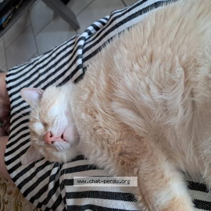 Photo 1/1 Romeo Chat lost in St esteve