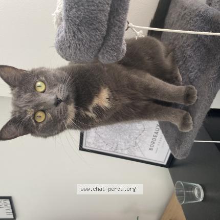 Photo 1/1 Uguette Chat lost in Le mans