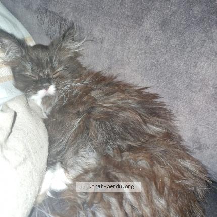 Photo 1/1 Athèna Chat lost in Herouville saint clair