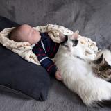 Picture of cat lost at Chabris