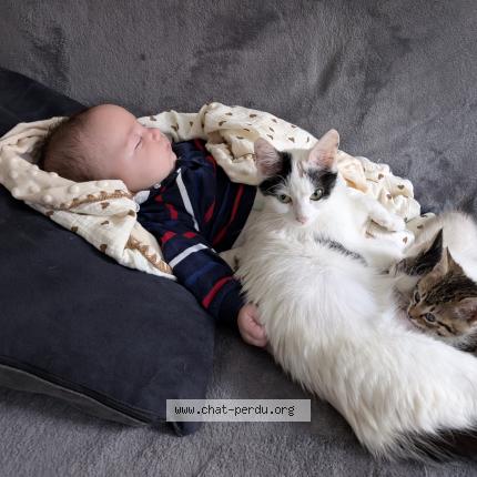 Photo 1/1 La petite Chat lost in Chabris