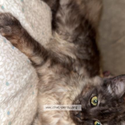 Photo 1/1 Minouche Chat lost in Paris