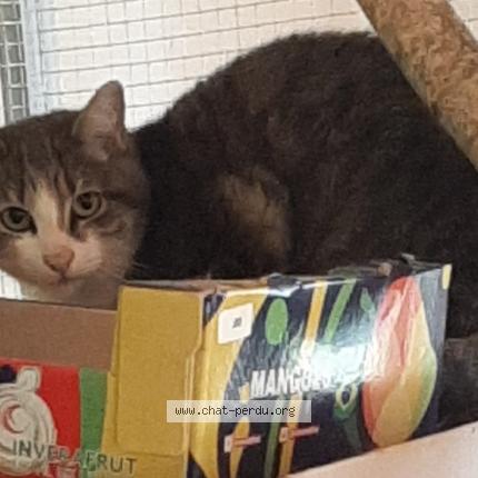 Photo 1/1 Tigris Chat lost in Limpiville