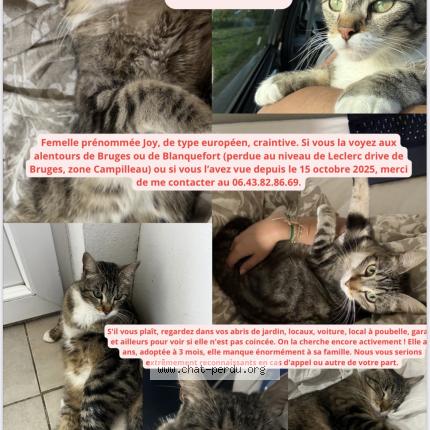 Photo 1/1 Joy Chat lost in Bruges