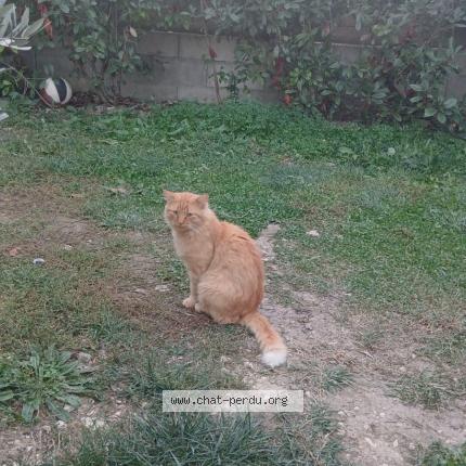 Photo 1/1 Bogoss Chat lost in Caussade