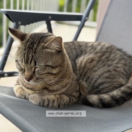 Photo 1/1 Kovou Chat lost in Blagnac