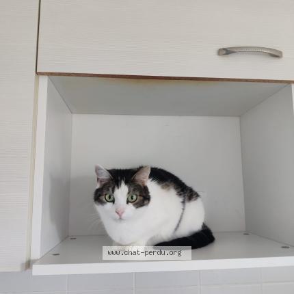 Photo 1/1 Minette Chat lost in Peyrehorade