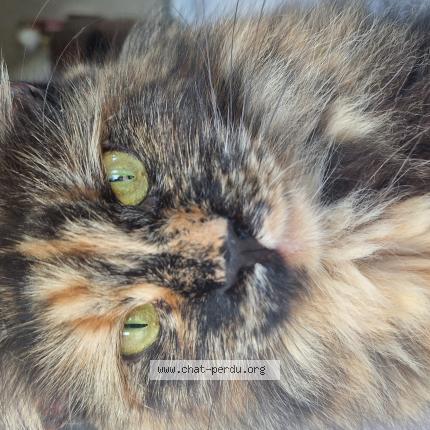 Photo 1/1 Ulyne Chat lost in Wanchy capval