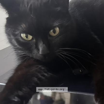 Foto van vermiste kat in Saint Gilles