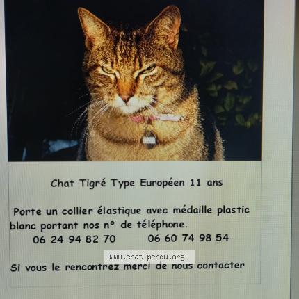 Photo 1/1 Jules Chat lost in Saintes