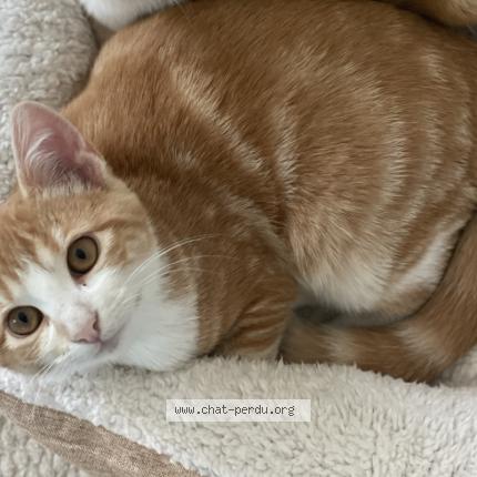 Photo 1/1 bébé Chat lost in Negrepelisse