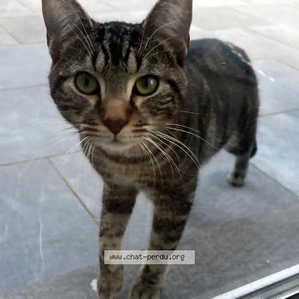 Photo 1/1 Cat reunited Found in Roncq