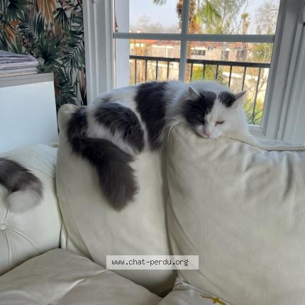 Photo 1/1 Bébé Chat lost in Narrosse