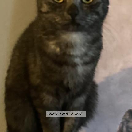 Photo 2/2 Ulkha Chat lost in Caudebec les elbeuf