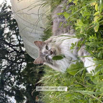 Photo 1/1 Marcel Chat lost in Blois