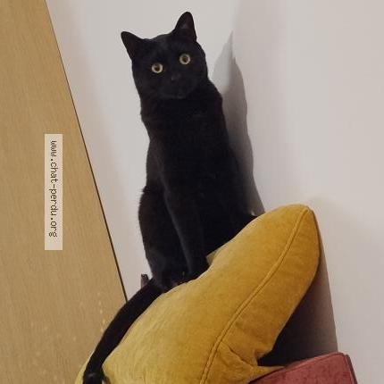 Photo 2/2 Hélios Chat lost in Roncq