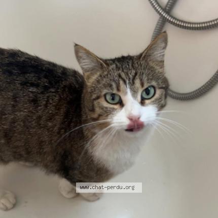 Photo 1/1 Radja Chat lost in Colomiers