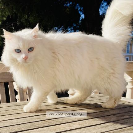 Photo 1/1 Shira Chat lost in Bouzigues