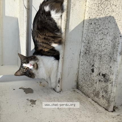 Photo 1/1 Batman Chat lost in Niort