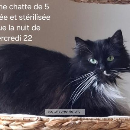 Foto 1/1 Kat teruggevonden Vermist in Mont Sur Marchienne
