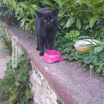 Photo 1/1 Found cat Found in Champigny