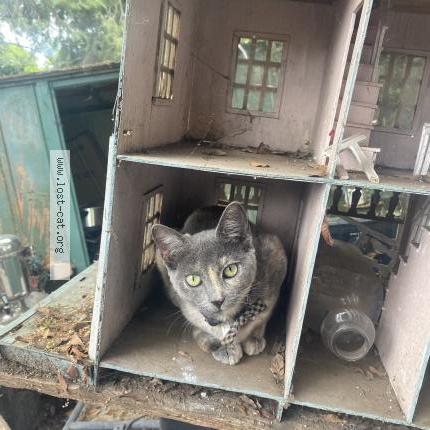 Photo 1/1 Reunited cat Lost in Lakeside