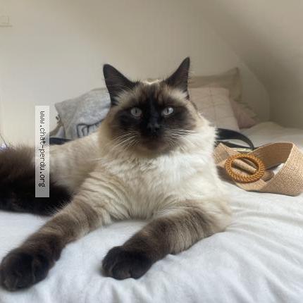 Photo 1/1 Théodore Chat lost in Quimper