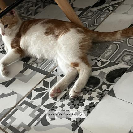 Photo 1/1 Aribo Chat lost in Le soler