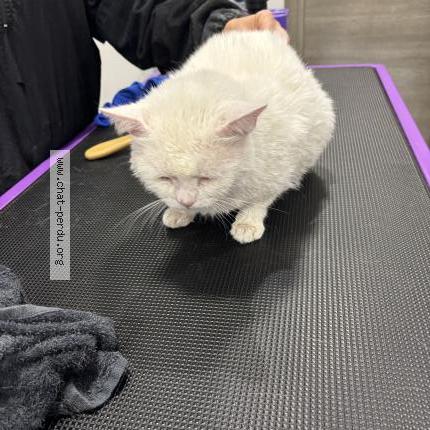 Photo 1/1 Lili Chat lost in Douai