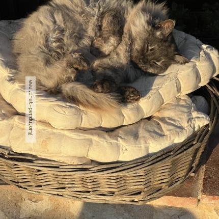 Photo 1/1 Réglisse Chat lost in Cestayrols