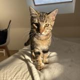 Picture of cat lost at Brive