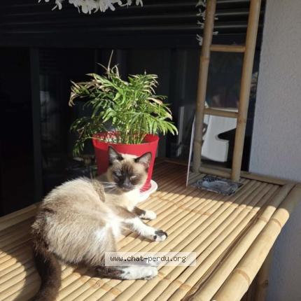 Photo 1/1 Lady Chat lost in Sainte marie la mer