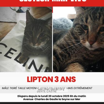 Photo 1/1 Lipton Chat lost in La seyne sur mer