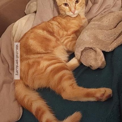 Photo 1/1 Pika Chat lost in Saint brice de landelles